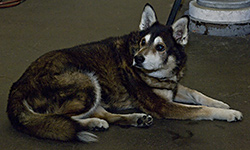 Studio Mascot, Cohn-Stone Studios